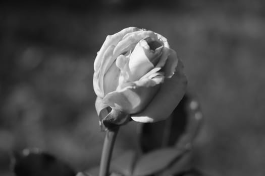 View of a rosebud in a garden, black and white photo, selective focus