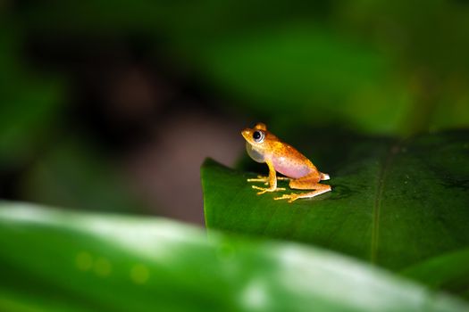 One orange little frog on a green leaf in Madagascar