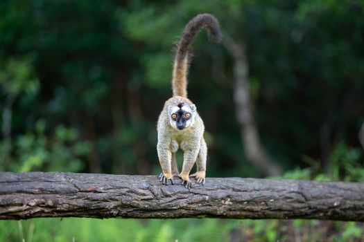 One brown lemur stands on a tree trunk