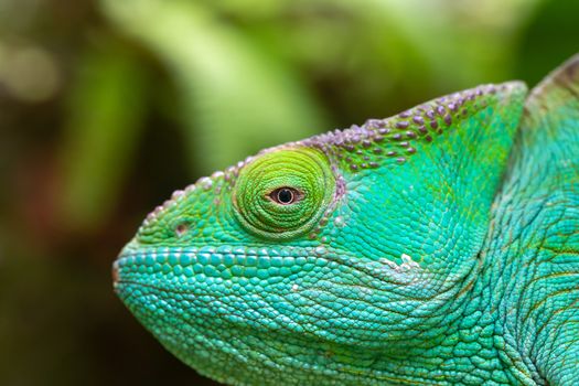 A Close-up, macro shot of a green chameleon