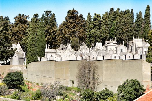 Views of Dos Prazeres cemetery in Lisbon. Cypresses in the background.