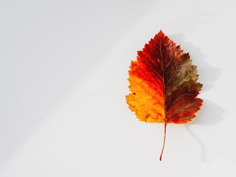 Bright and colorful autumn leaf. Top view on monochrome geometry with light and shadow. Minimalism. Fall season.