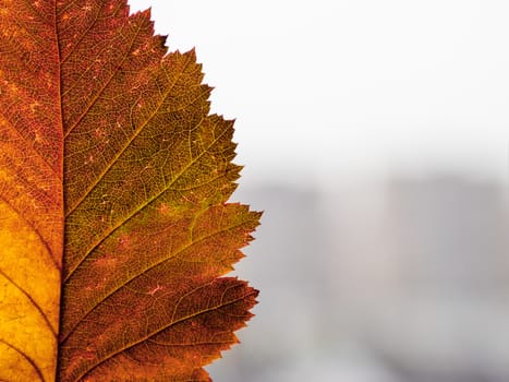 Bright and colorful autumn leaf on blurred town background. Minimalism. Fall season. Copy space.