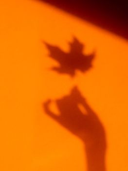 Shadows of woman hand with autumn maple leaf on bright orange wall. Hard sunlight, elegant gesture and fragile plant. Monochrome geometry with light and shadow. Minimalism. Fall season.