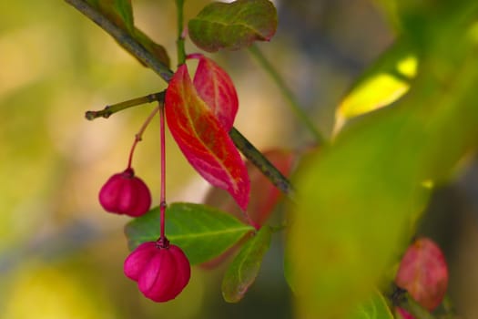 Red fruits on a tree in an early spring garden, selective focus