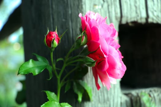 Red garden rose close-up, selective focus, nature