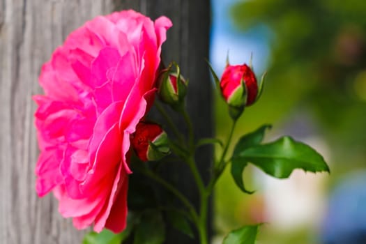 Red garden rose close-up, selective focus, nature