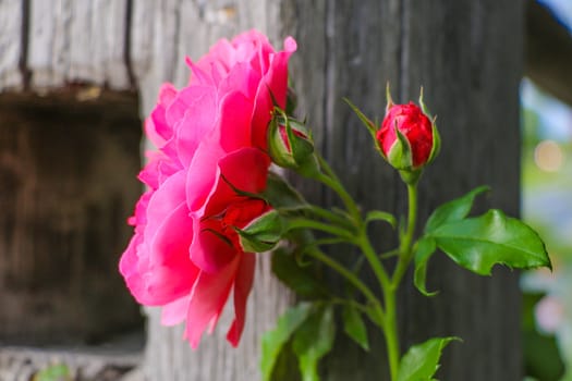 Red Rose on the Branch in the Garden