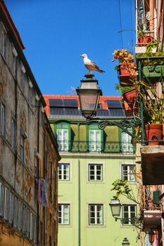Seagull perched on a streetlight. Narrow and colorful streets, facades and balconies of Lisbon