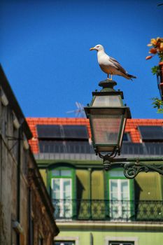 Seagull perched on a streetlight. Narrow and colorful streets, facades and balconies of Lisbon