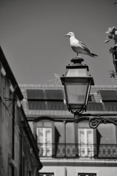Seagull perched on a streetlight. Narrow and colorful streets, facades and balconies of Lisbon