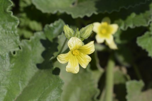 Squirting cucumber flower - Latin name - Ecballium elaterium