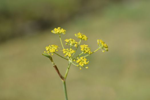 Common fennel yellow flowers - Latin name - Foeniculum vulgare