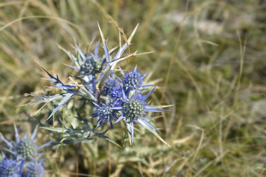 Amethyst eryngo - Latin name - Eryngium amethystinum