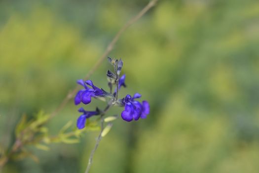 Baby sage Blue Monrovia - Latin name - Salvia microphylla Blue Monrovia