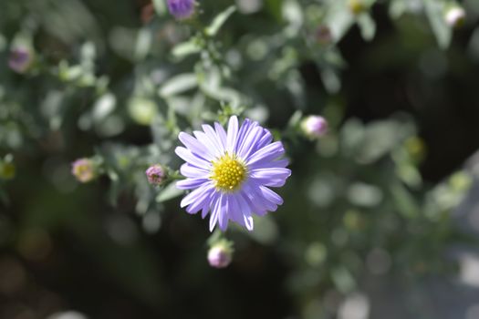 New York aster Professor Anton Kippenberg - Latin name - Symphyotrichum novi-belgii (Aster novi-belgii) Professor Anton Kippenberg