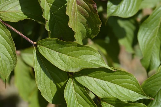 Old-fashioned weigela leaves - Latin name - Weigela florida