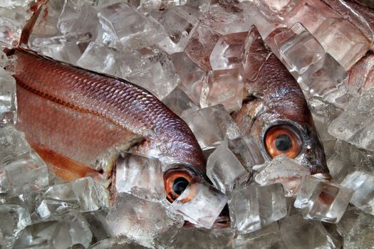 Fresh fish with ice for sale in a market