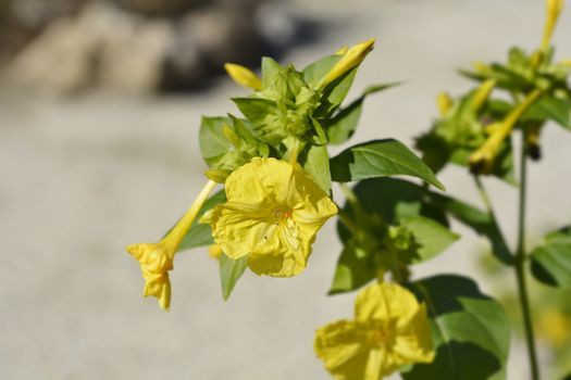 Marvel of Peru - Latin name - Mirabilis jalapa