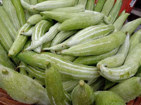 fresh and healthy Snake Gourd stock on shop
