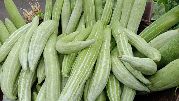 fresh and healthy Snake Gourd stock on shop