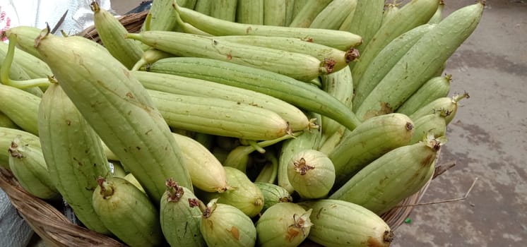 Fresh and Healthy Zucchini stock on farm