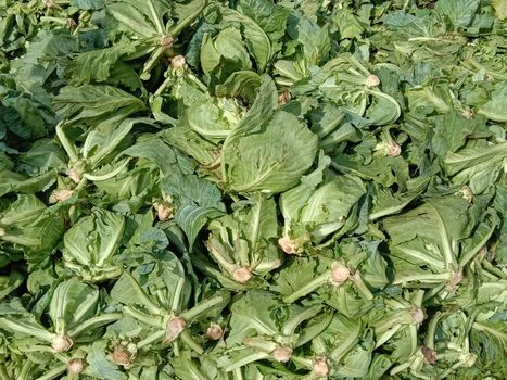 fresh tasty and healthy Cauliflower stock on shop