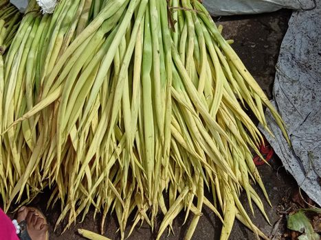 fresh and healthy green arum lobe stock on shop