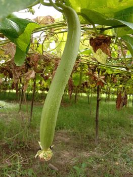 Fresh and Healthy Zucchini Closeup on tree on farm