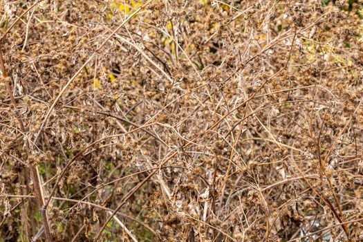 dry burdock thickets at daylight, close-up with selective focus.