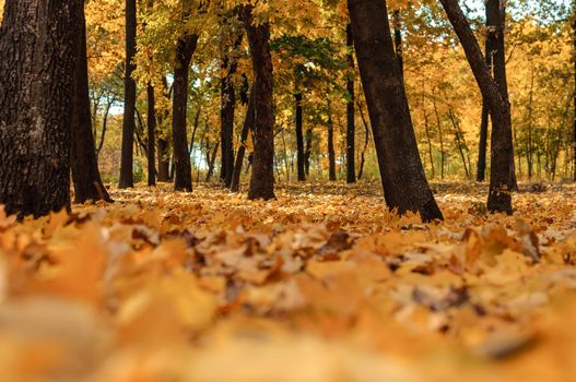 Autumn sunny landscape. Road to yellow forest. Autumn park of trees and fallen autumn leaves on the ground in the park on a sunny October day.template for design.