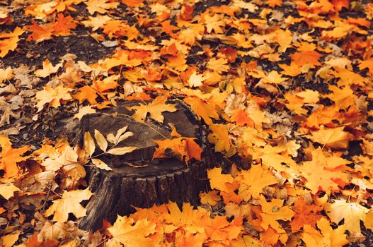 natural view of a stump and yellow maple leaves in the autumn forest. Wooden stump with autumn leaves and forest on a background of nature. Beautiful autumn scene, template for design. Copy space