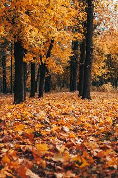 Autumn sunny landscape. Road to yellow forest. Autumn park of trees and fallen autumn leaves on the ground in the park on a sunny October day.template for design.