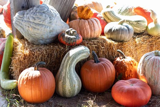 Close up Front View of Farmers Market Ground of pumpkins on an Hay bale. High quality photo