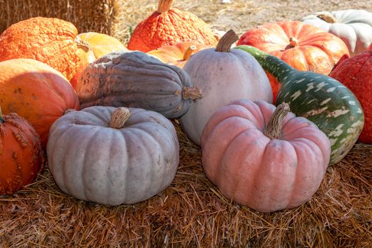 Front View of Farmers Market Ground of pumpkins on an Hay bale. High quality photo