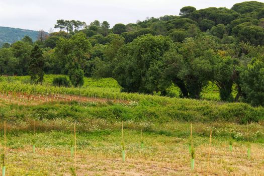 Cork oak forest in Arrabida Mountains in Lisbon, Portugal