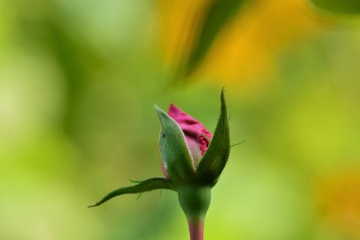 Pink rosebud just opening against blurred yellow green background