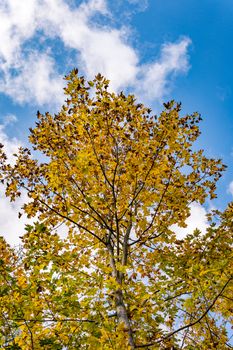 beautiful autumn hike in the colorful forest near wilhelmsdorf near ravensburg in upper swabia germany