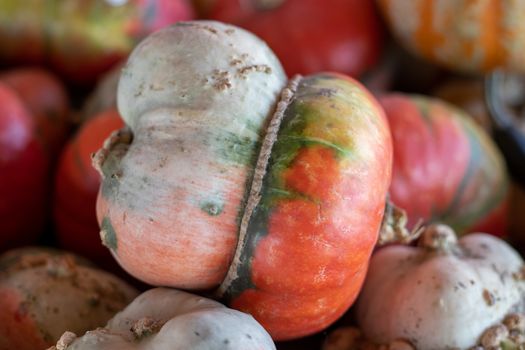 Close up angle view of Turban Squash . High quality photo