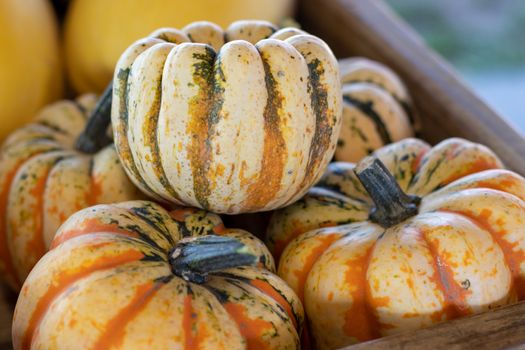Angle View of Farmers Market Basket full of orange striped pumpkins . High quality photo