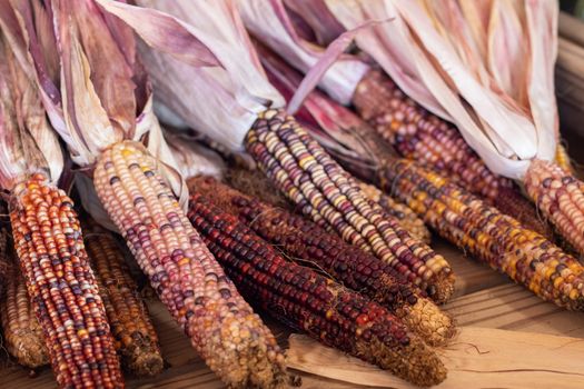 Colorful Indian corn dried on the cob . High quality photo