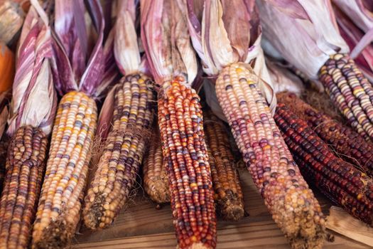 Colorful Indian corn dried on the cob . High quality photo