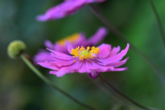 Closeup of an autumn anemone flower