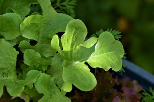 Green Salads growing in a flower box