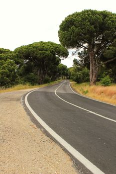 Road on the mountain surrounded by green vegetation under cloudy sky in Spring