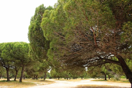 Mountain landscape with green vegetation in spring in Lisbon, Portugal