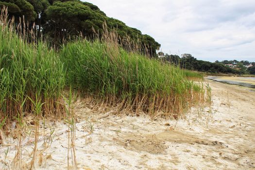 Sand and Green canopy on the shore of Lagoa de Albufeira. Green vegetation in the background and cloudy sky