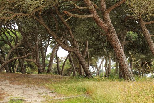 Mountain landscape with green vegetation in spring in Lisbon, Portugal