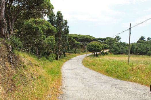 Road on the mountain surrounded by green vegetation under cloudy sky in Spring
