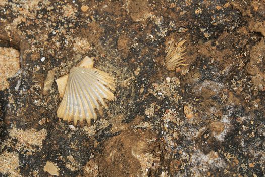 Brown rock texture with marine fossils